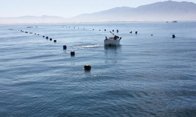 RECONOCEN A ENSENADA COMO CUNA DE LA MARICULTURA EN MÉXICO