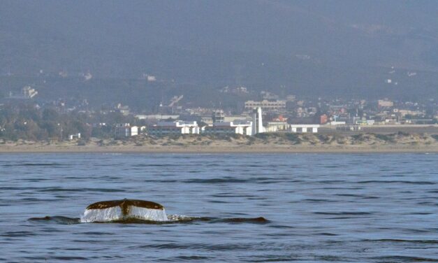 CONTINÚA EL AVISTAMIENTO DE BALLENAS EN LA BAHÍA TODOS SANTOS DE ENSENADA