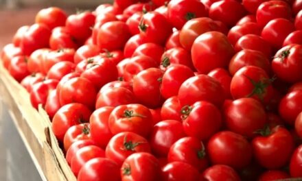 Eliminó EU restricción a importaciónes de tomate mexicano