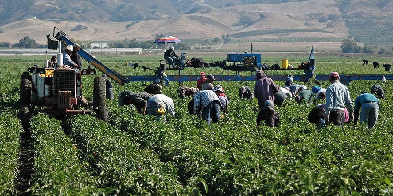 Producción Agrícola De Bc Aumentó 4.76% En 2023