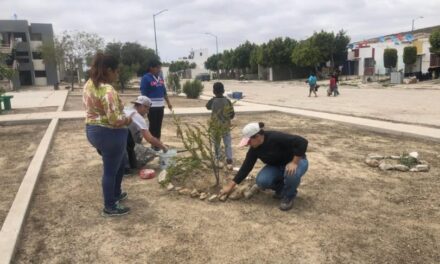 Promueven reforestación y recuperación de espacios en BC