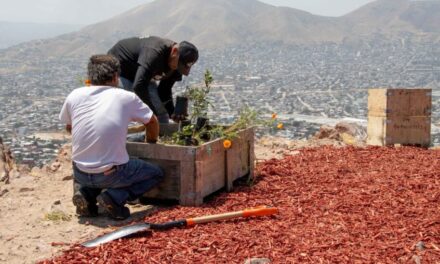 Exhorta Nación Verde a reciclar los arbolitos de navidad naturales