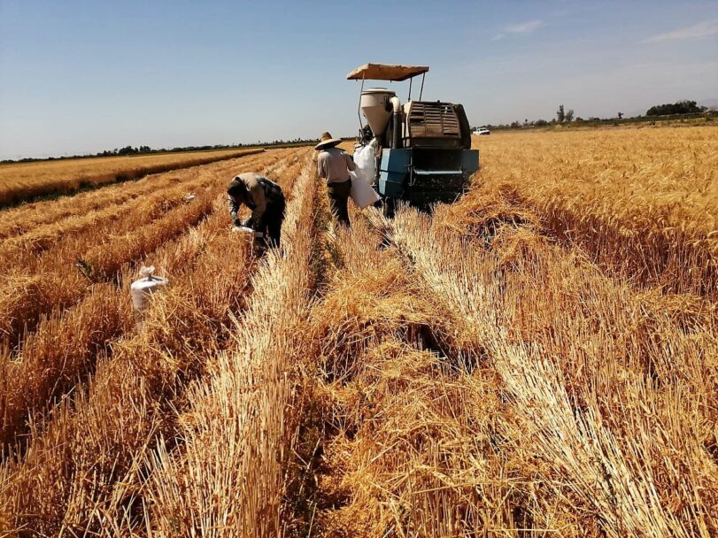 Invitan a seminario para manejo integral al cultivo de trigo