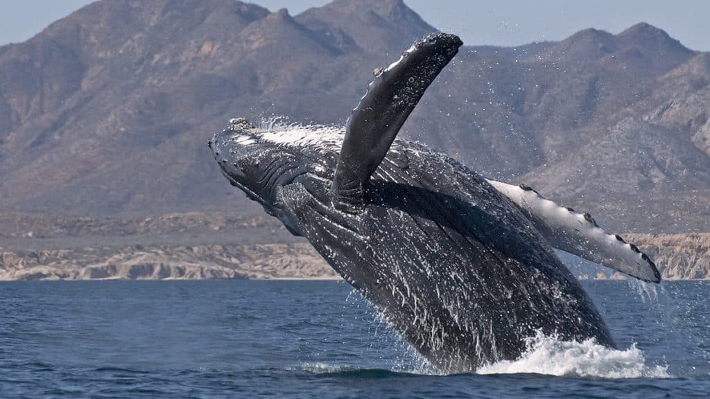 Invitan al avistamiento de la Ballena Gris