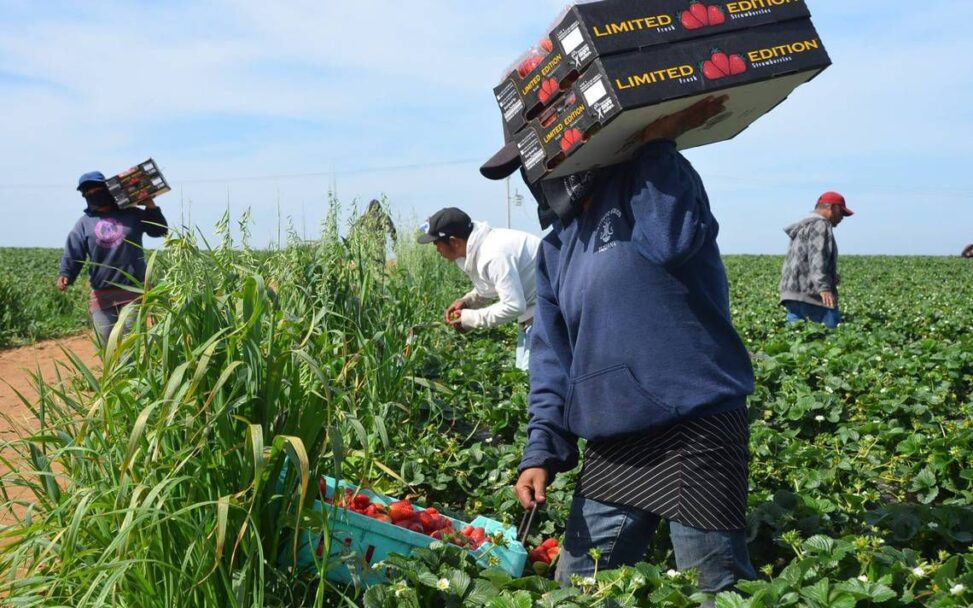 Continúan exportaciones agrícolas de Baja California: CABC